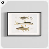2-62_Indian-Zoology_blk