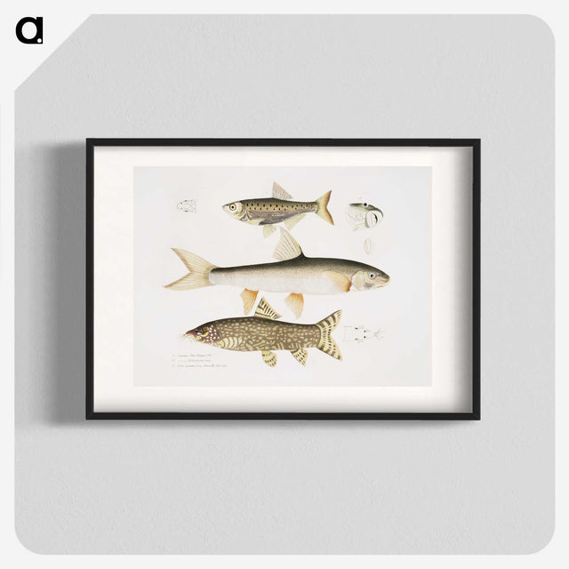 2-62_Indian-Zoology_blk