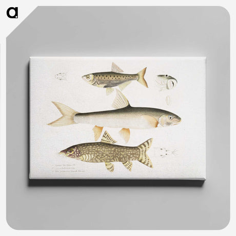 2-62_Indian-Zoology_canvas