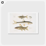 2-62_Indian-Zoology_hagaki