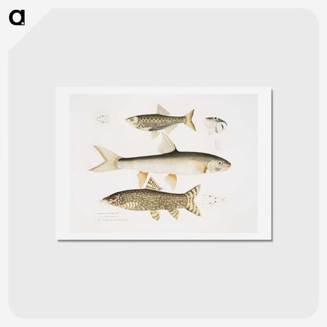 2-62_Indian-Zoology_hagaki