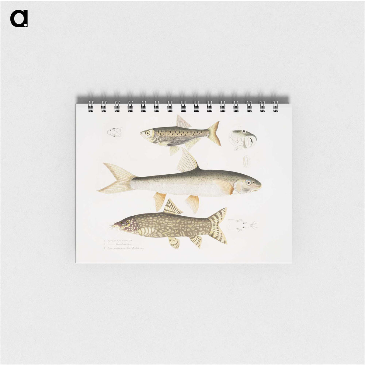 2-62_Indian-Zoology_memo