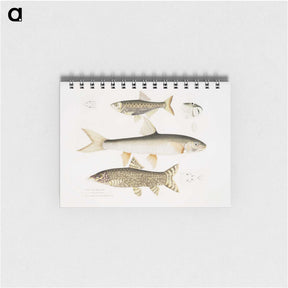 2-62_Indian-Zoology_memo