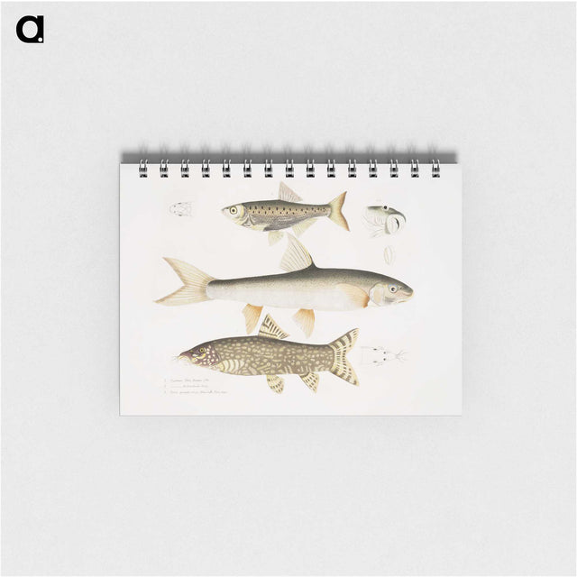 2-62_Indian-Zoology_memo