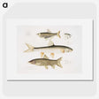 2-62_Indian-Zoology_picture