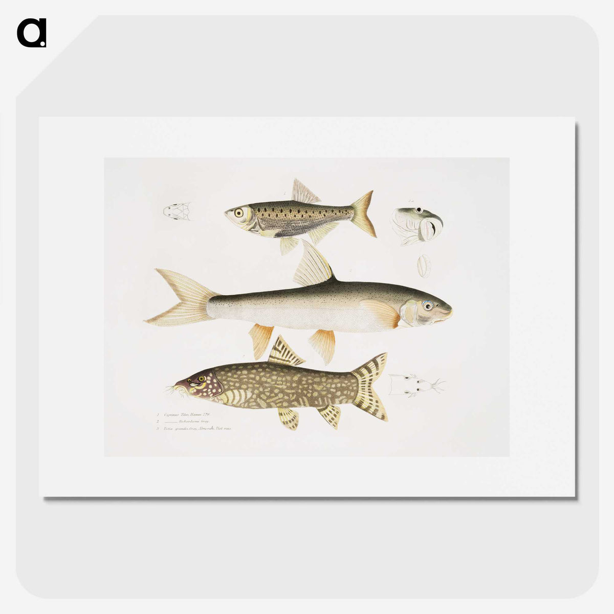 2-62_Indian-Zoology_picture