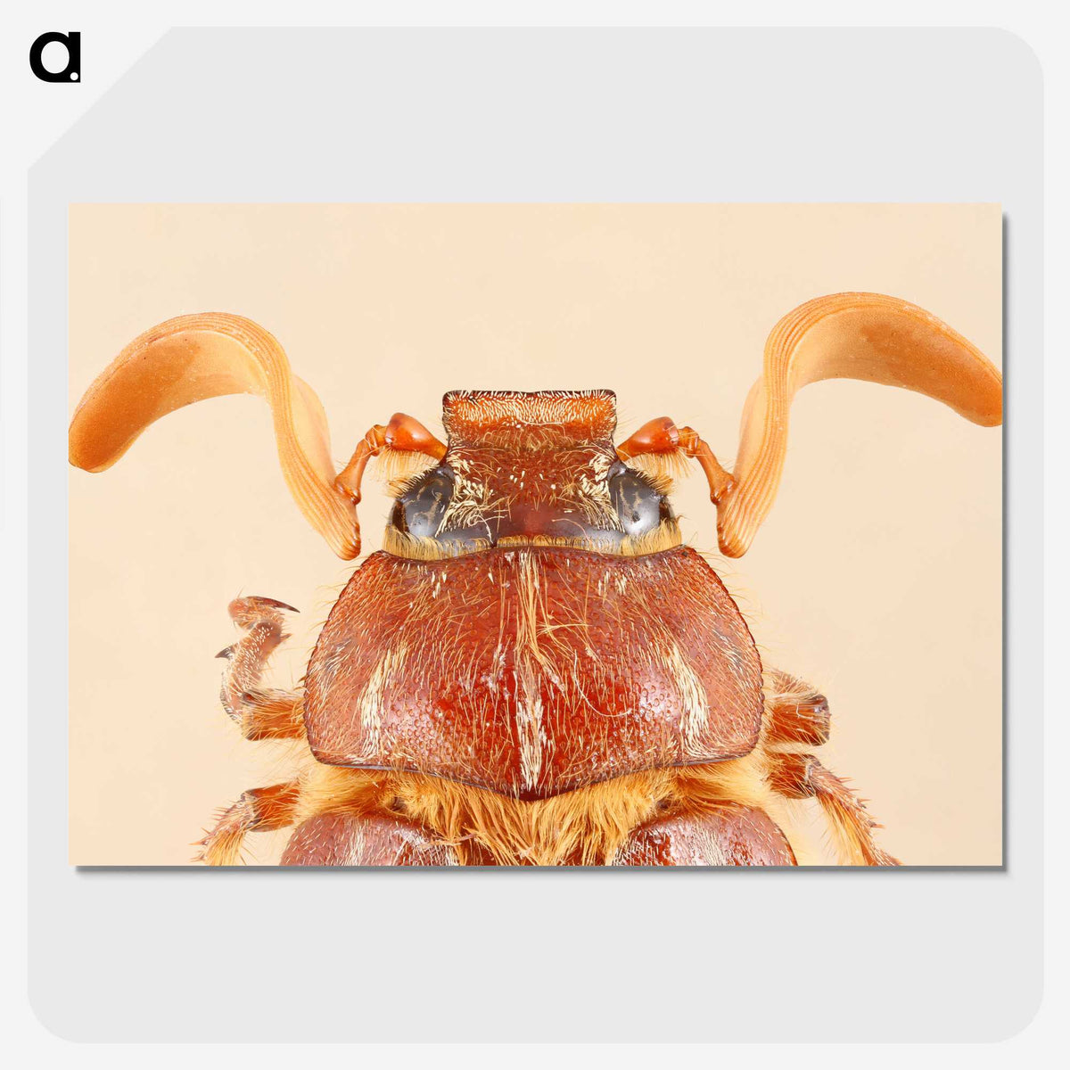 2-62_Insects-Unlocked-Project_picture-crop