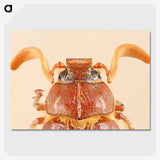 2-62_Insects-Unlocked-Project_picture-crop