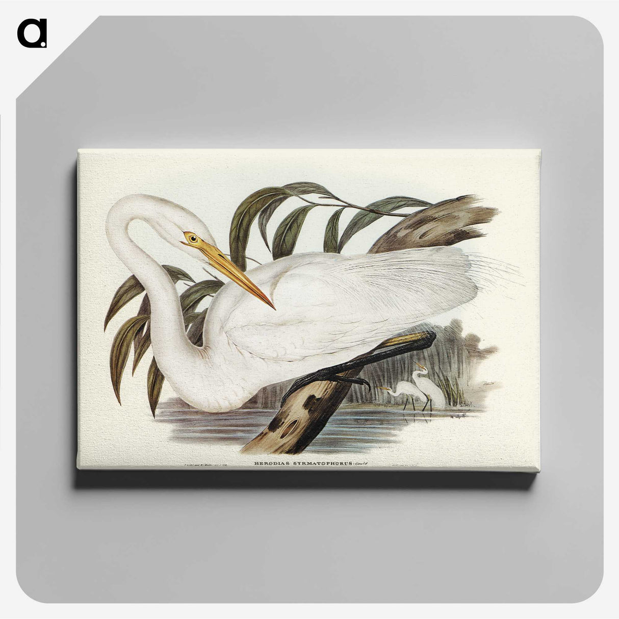 2-62_John-Gould_canvas