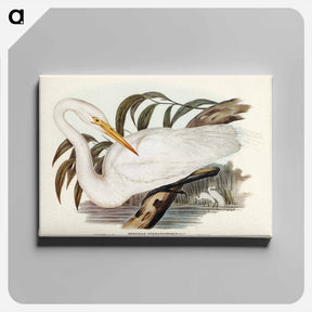 アートパネル-Australian Egret
 - ジョン グールド Canvas.