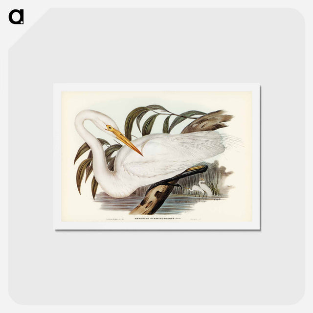 アートポストカード-Australian Egret
 - ジョン グールド Postcard.