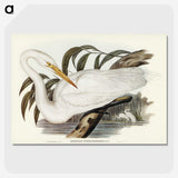 2-62_John-Gould_picture-crop