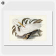 2-62_John-Gould_picture