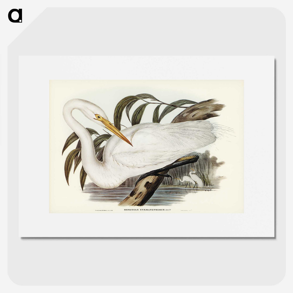 2-62_John-Gould_picture
