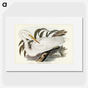 2-62_John-Gould_picture