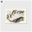 2-62_John-Gould_postcard