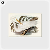 アートポストカード-Australian Egret
 - ジョン グールド Postcard.