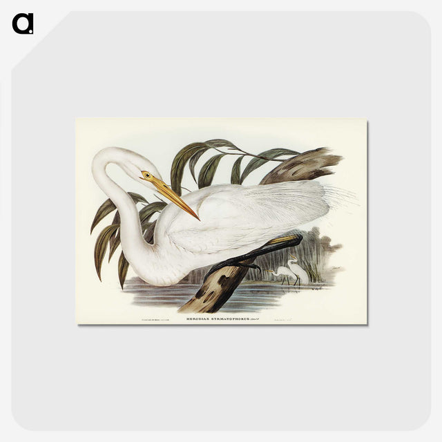 2-62_John-Gould_postcard