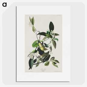 2-62_John-James-Audubon_picture