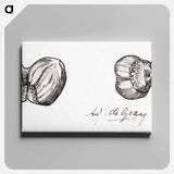 Two hazelnuts sketches - Julie de Graag Canvas.