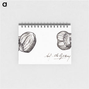 アートメモ帳-Two hazelnuts sketches - ユリー デ フラーハ Memo.