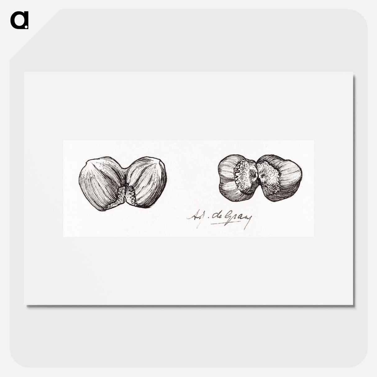 Two hazelnuts sketches - Julie de Grague Poster.