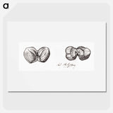 Two hazelnuts sketches - Julie de Grague Poster.