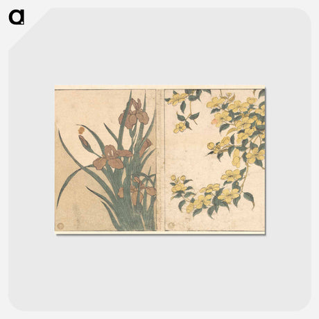 アートポストカード-Cherry Blossoms and Irises - 喜多川 歌麿 Postcard.