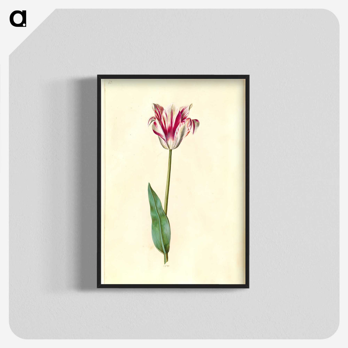 2-62_Maria-Sibylla-Merian_blk-crop