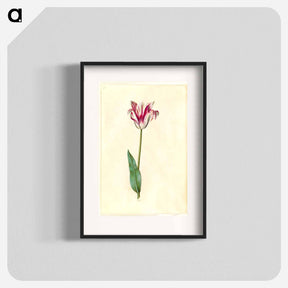 アートポスター-Tulipa Gesneriana
 - マリア ジビーラ メーリアン Poster.