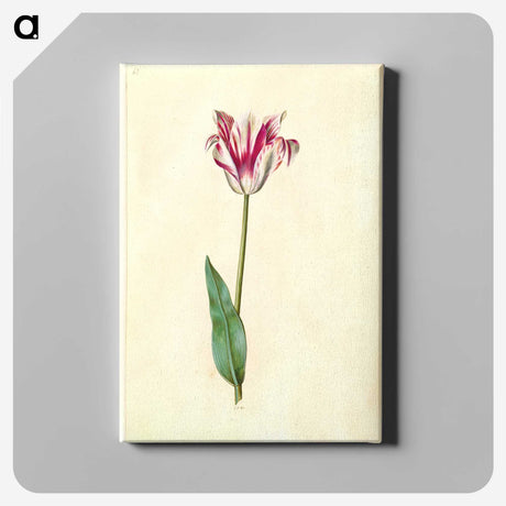 2-62_Maria-Sibylla-Merian_canvas