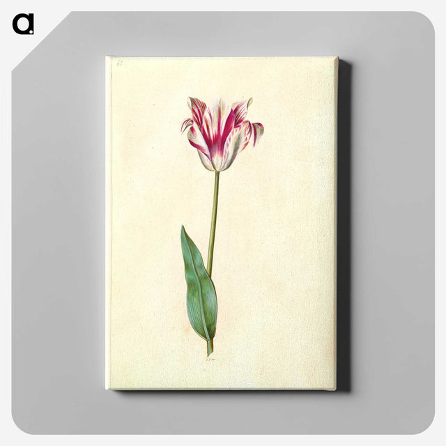 2-62_Maria-Sibylla-Merian_canvas