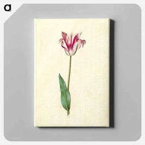 アートパネル-Tulipa Gesneriana
 - マリア ジビーラ メーリアン Canvas.