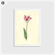 アートポストカード-Tulipa Gesneriana
 - マリア ジビーラ メーリアン Postcard.