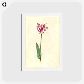 アートポストカード-Tulipa Gesneriana
 - マリア ジビーラ メーリアン Postcard.