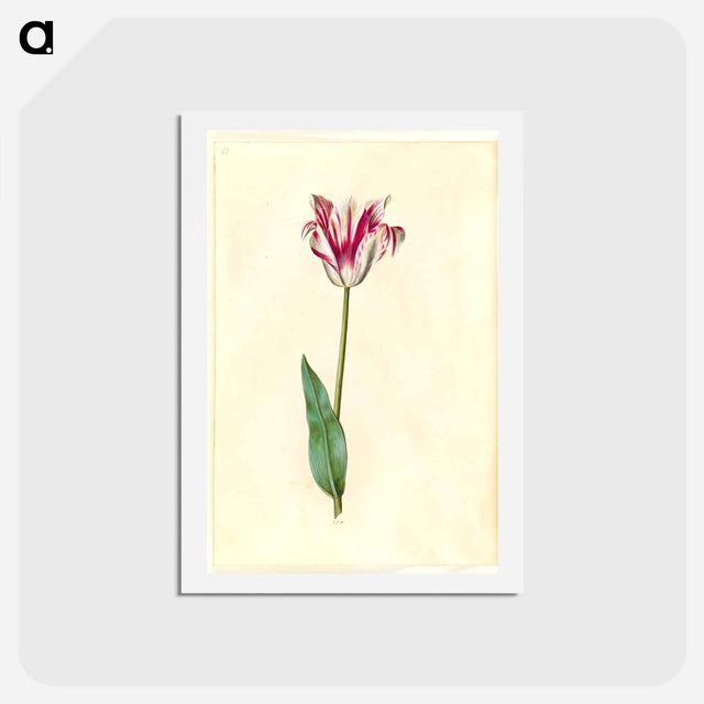 アートポストカード-Tulipa Gesneriana
 - マリア ジビーラ メーリアン Postcard.