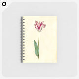 2-62_Maria-Sibylla-Merian_memo