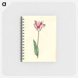 アートメモ帳-Tulipa Gesneriana
 - マリア ジビーラ メーリアン Memo.