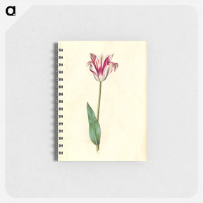 アートメモ帳-Tulipa Gesneriana
 - マリア ジビーラ メーリアン Memo.