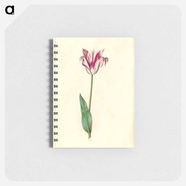 アートメモ帳-Tulipa Gesneriana
 - マリア ジビーラ メーリアン Memo.