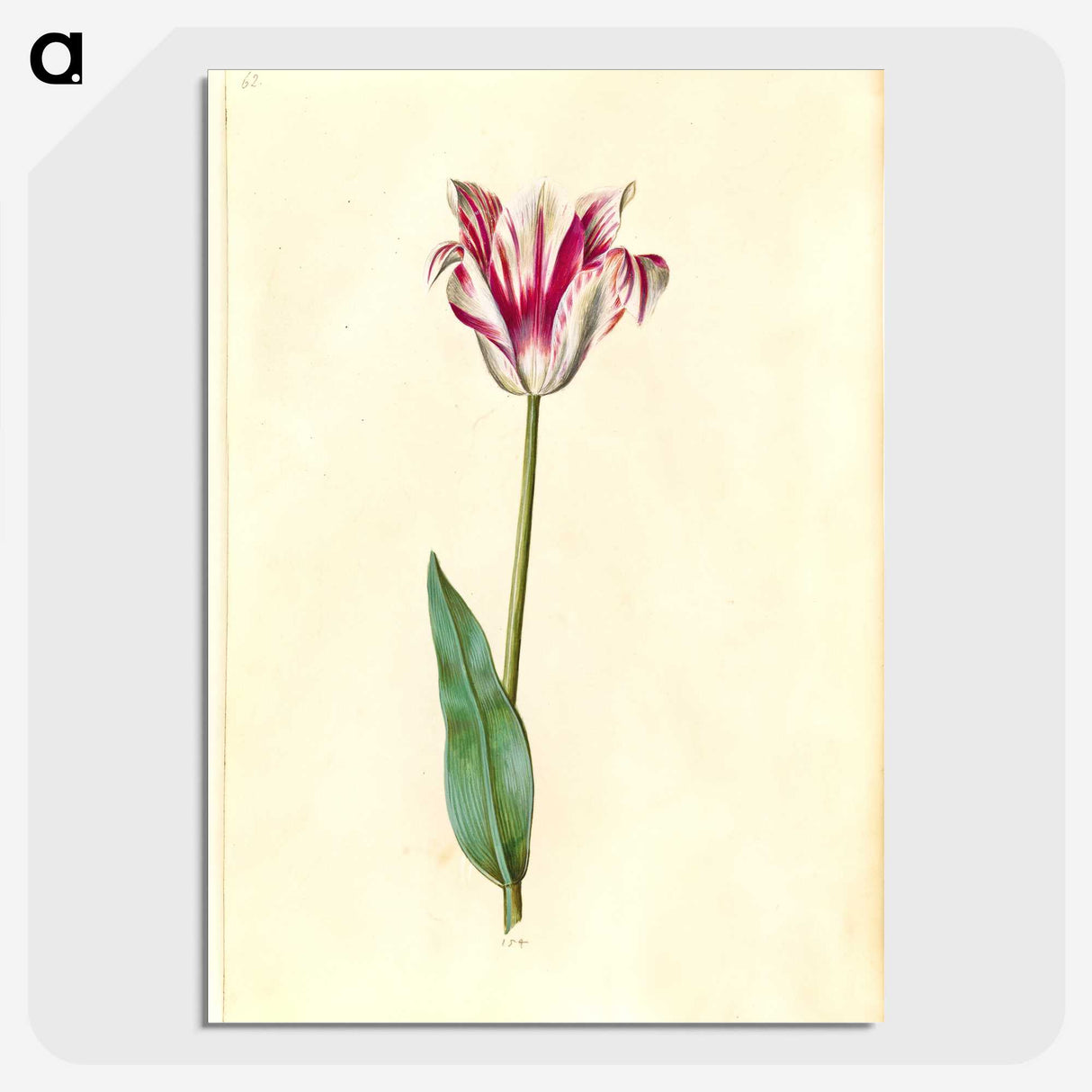2-62_Maria-Sibylla-Merian_picture-crop