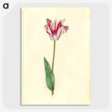 2-62_Maria-Sibylla-Merian_picture-crop