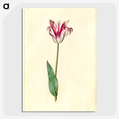 2-62_Maria-Sibylla-Merian_picture-crop