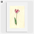 2-62_Maria-Sibylla-Merian_picture