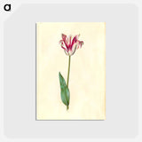 アートポストカード-Tulipa Gesneriana
 - マリア ジビーラ メーリアン Postcard.