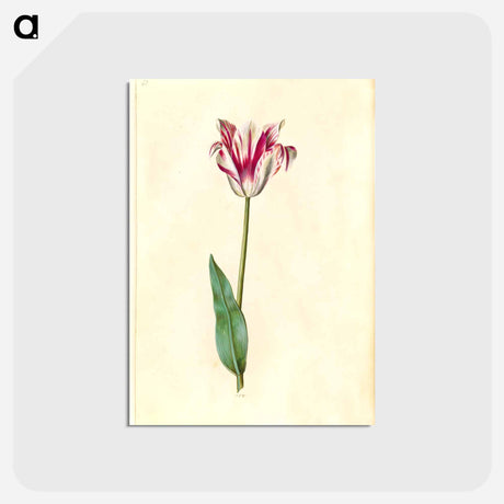 アートポストカード-Tulipa Gesneriana
 - マリア ジビーラ メーリアン Postcard.