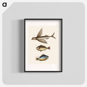 アートポスター-Flying Fish, Rudder Fish, and Perch
 - マーク ケイツビー Poster.
