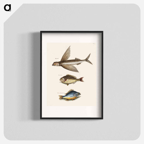 Flying Fish, Rudder Fish, and Perch
 - マーク ケイツビー Poster.