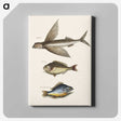 2-62_Mark-Catesby_canvas