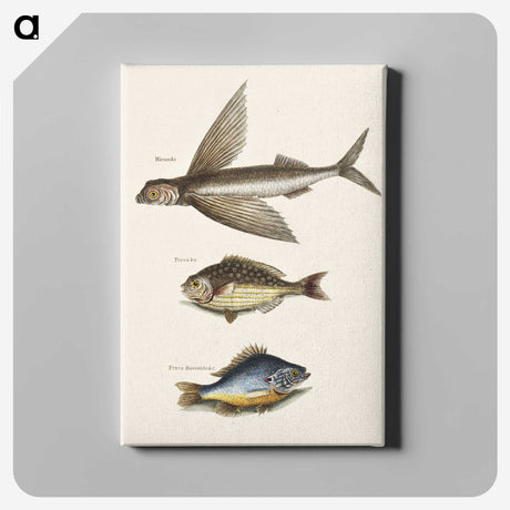 2-62_Mark-Catesby_canvas